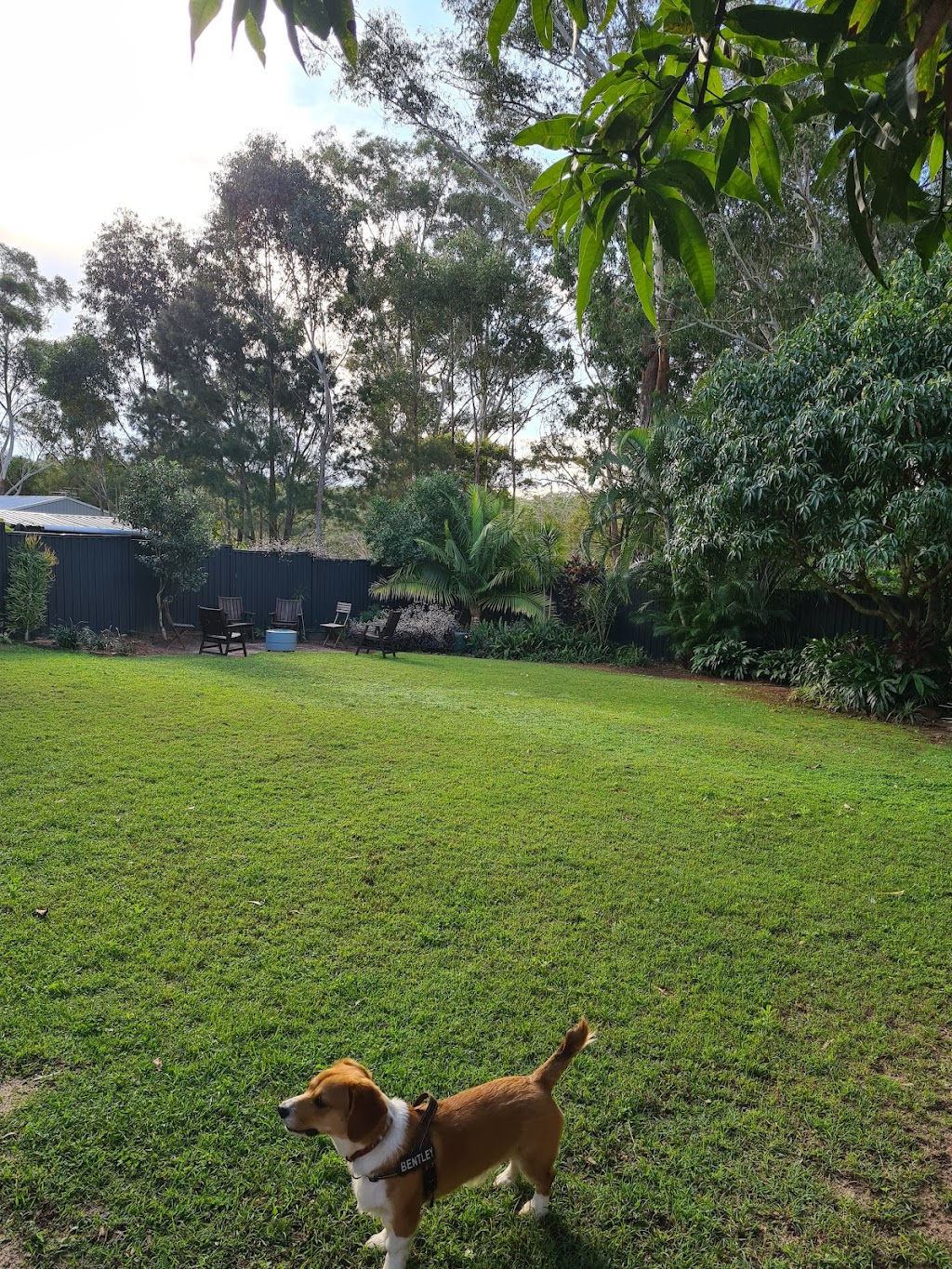 SWIFTII Pet Minding | 47 Minjerriba Rd, Russell Island QLD 4184, Australia | Phone: 0403 232 544