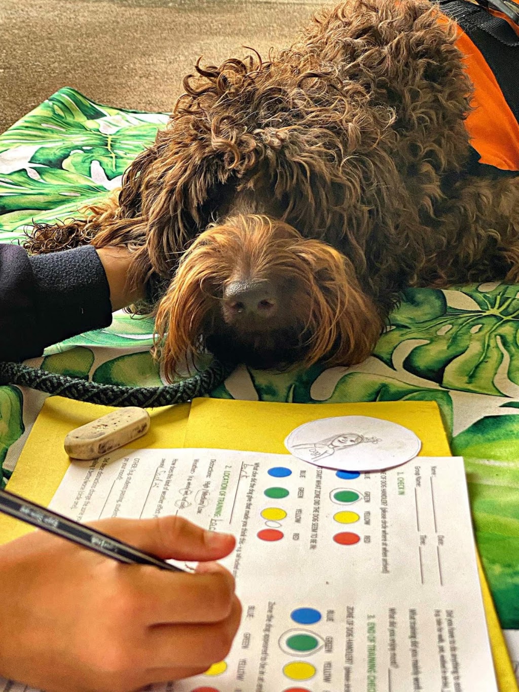 Fur Therapy Australia | Eucalyptus Dr, Banora Point NSW 2486, Australia | Phone: 0418 976 971