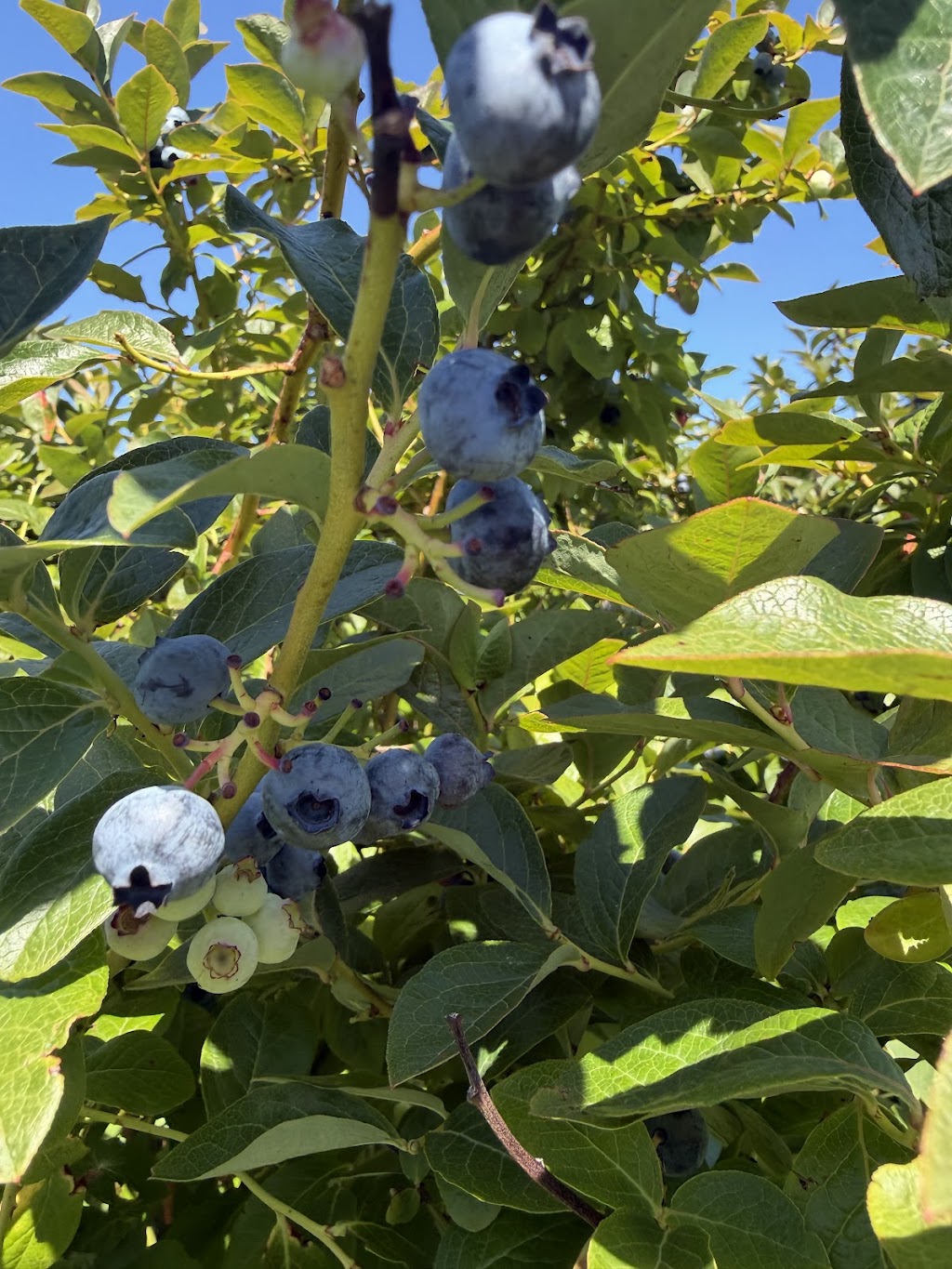 Tru-blu berries | Australia, Tasmania, Lymington, Cygnet Coast Rd, Tru-Blu Berries郵區編號: 7109 | Phone: (03) 6295 0082