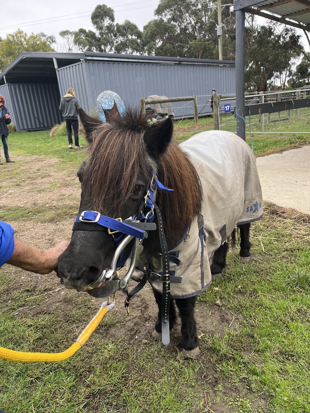 Mornington Peninsula Equine Assisted Therapy | 251 Coolart Rd, Tyabb VIC 3913, Australia | Phone: 0400 028 358