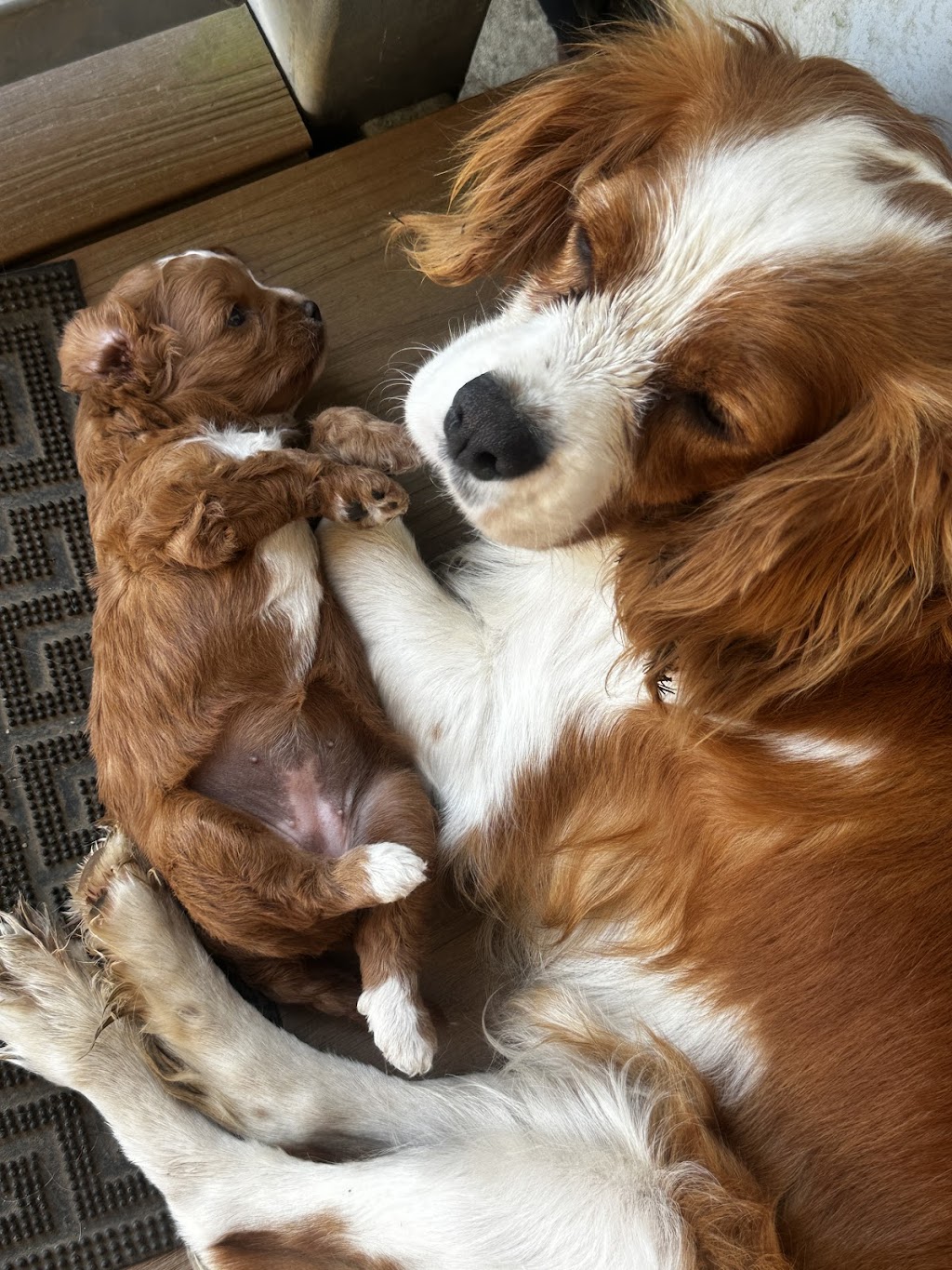 Cuddle a Cavoodle | Northern Rivers, Kyogle NSW 2474, Australia | Phone: 0450 208 420