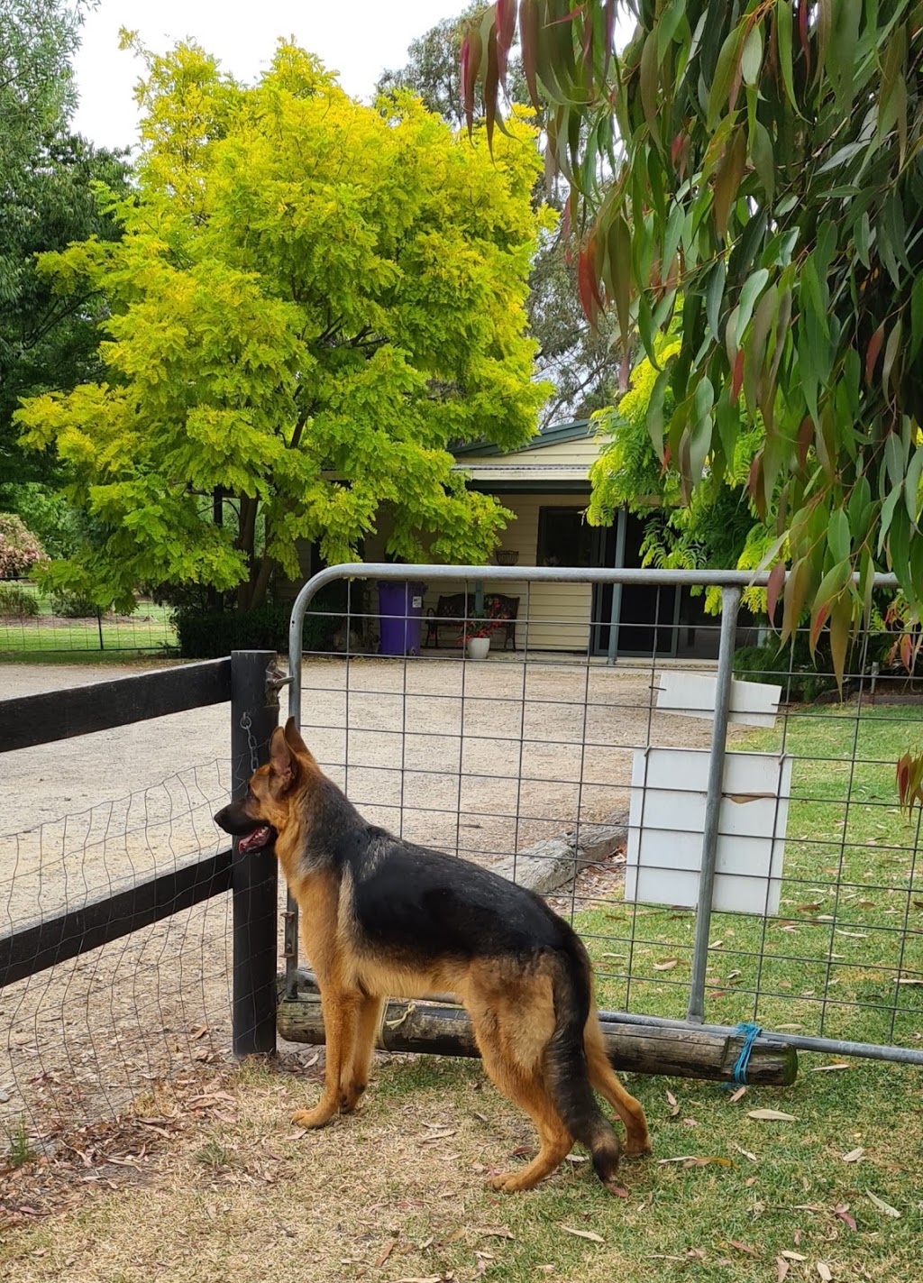 Aquapaws Canine Rehabilitation Centre | 32 Lower Somerville Rd, Somerville VIC 3912, Australia | Phone: (03) 5977 8841