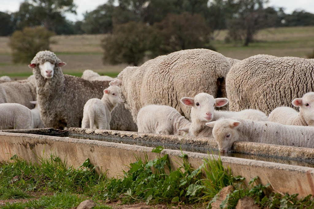 JAD Agriculture | "Greenvale" 911 Loombah Road, Yeoval NSW 2868, Australia | Phone: 0427 012 284