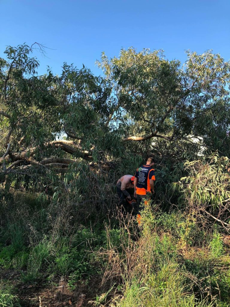 Expert Tree Removal | 19 Scarvell Ave, Mcgraths Hill NSW 2756, Australia | Phone: 0490 365 841