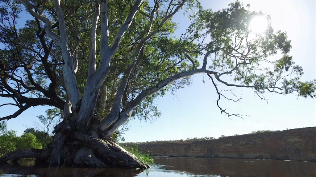 Four Knots Murray River Cruises | Mannum Waters, Pelican Dr, Mannum SA 5238, Australia | Phone: 0418 354 222