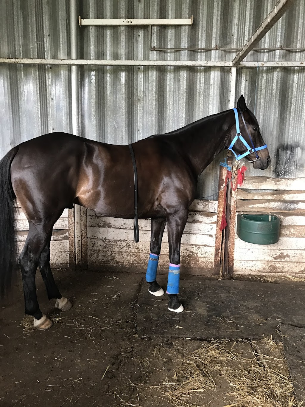 Murfetstables | 44 Campaspe Pl, Kyneton VIC 3444, Australia | Phone: 0409 143 640