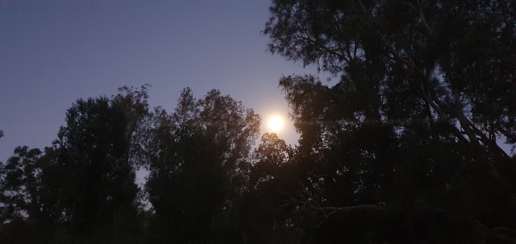 Conservation Camping at the Creek | Shark Creek Rd, Tyndale NSW 2463, Australia | Phone: 0452 199 680