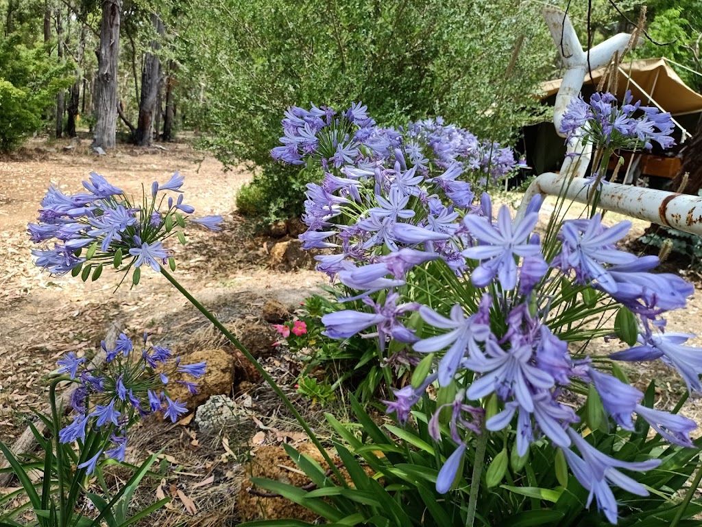 Nannup Lavender Farm | 4365 Graphite Rd, Carlotta WA 6275, Australia | Phone: 0428 302 370