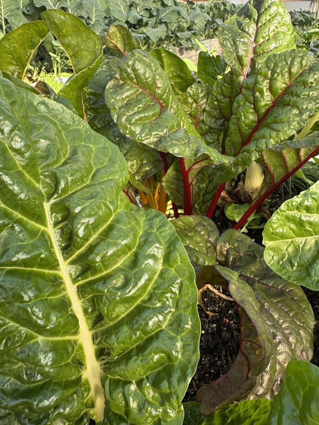 Arteka Farming | 65A Kannenbergs Rd, Hamilton VIC 3300, Australia | Phone: 0459 485 776 Arteka Farming | 65A Kannenbergs Rd, Hamilton VIC 3300, Australia | Phone: 0459 485 776