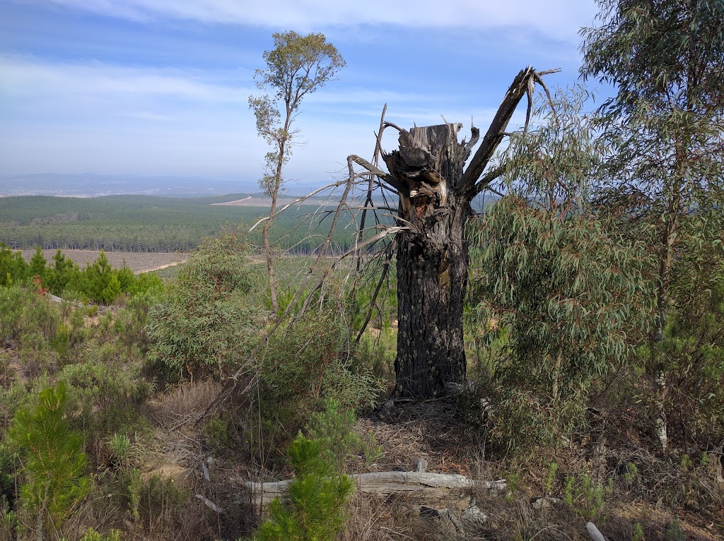 Kowen Pine Forest | park | Kowen ACT 2620, Australia