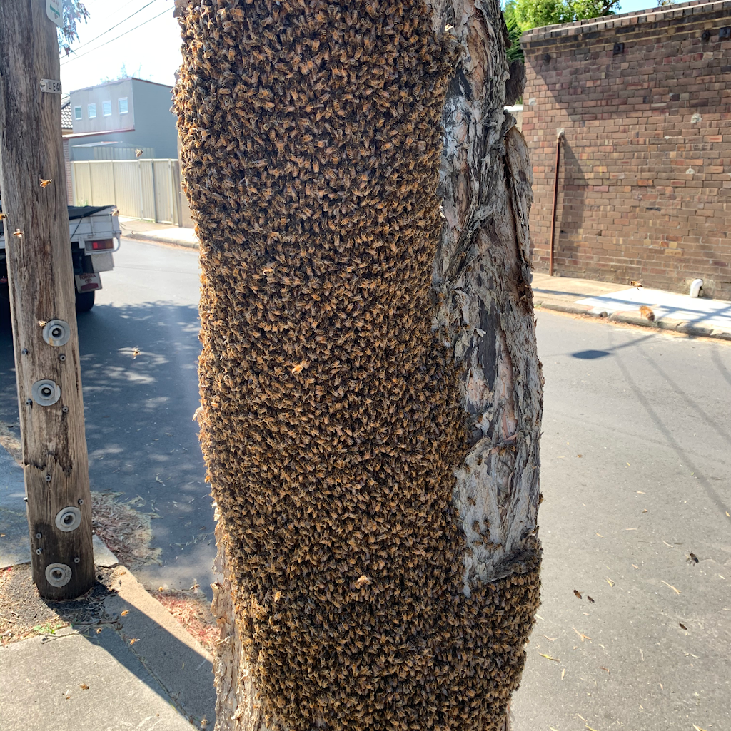 Bee swarm removal | 650 Twelfth Ave, Rossmore NSW 2557, Australia | Phone: 0404 000 540