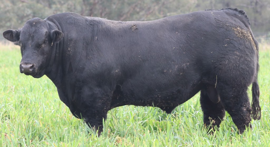 Angledale Limousins | Oakley/241 Dry Creek Rd, Willow Tree NSW 2339, Australia | Phone: 0438 941 745