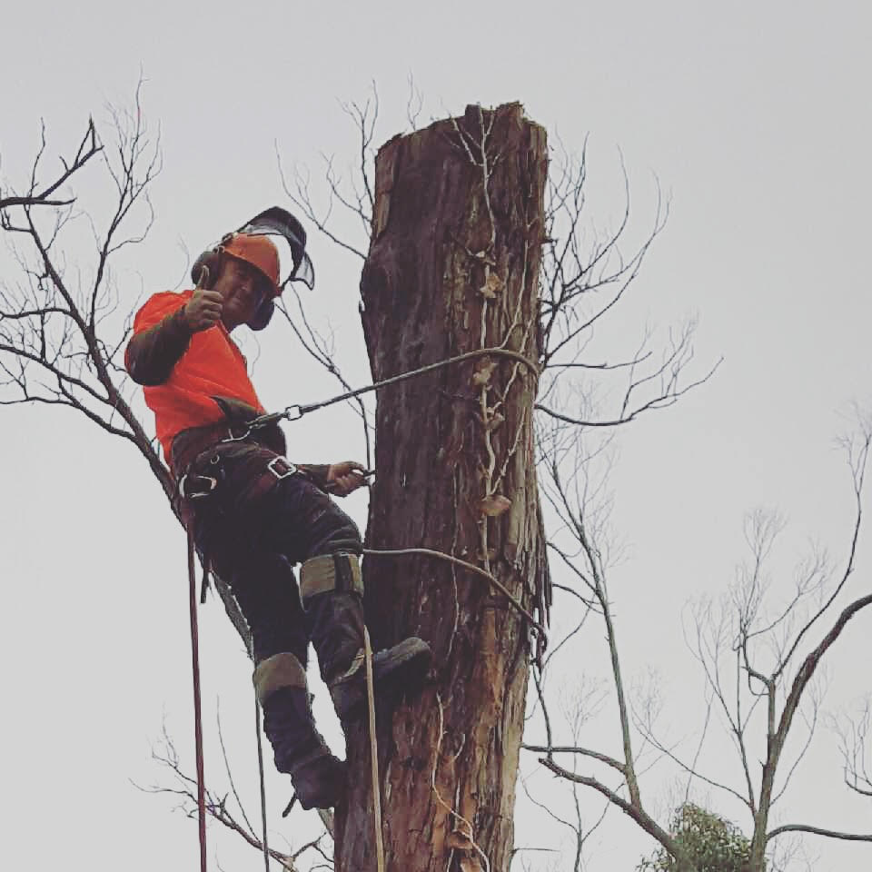 Gippy Tree Services | point of interest | 15 Drummond St, Nilma VIC 3821, Australia | 0437619064 OR +61 437 619 064
