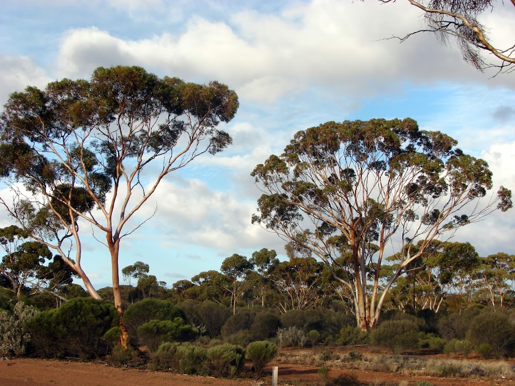 AMBS Ecology & Heritage | Unit 14/1 Hordern Pl, Camperdown NSW 2050, Australia | Phone: (02) 9518 4489
