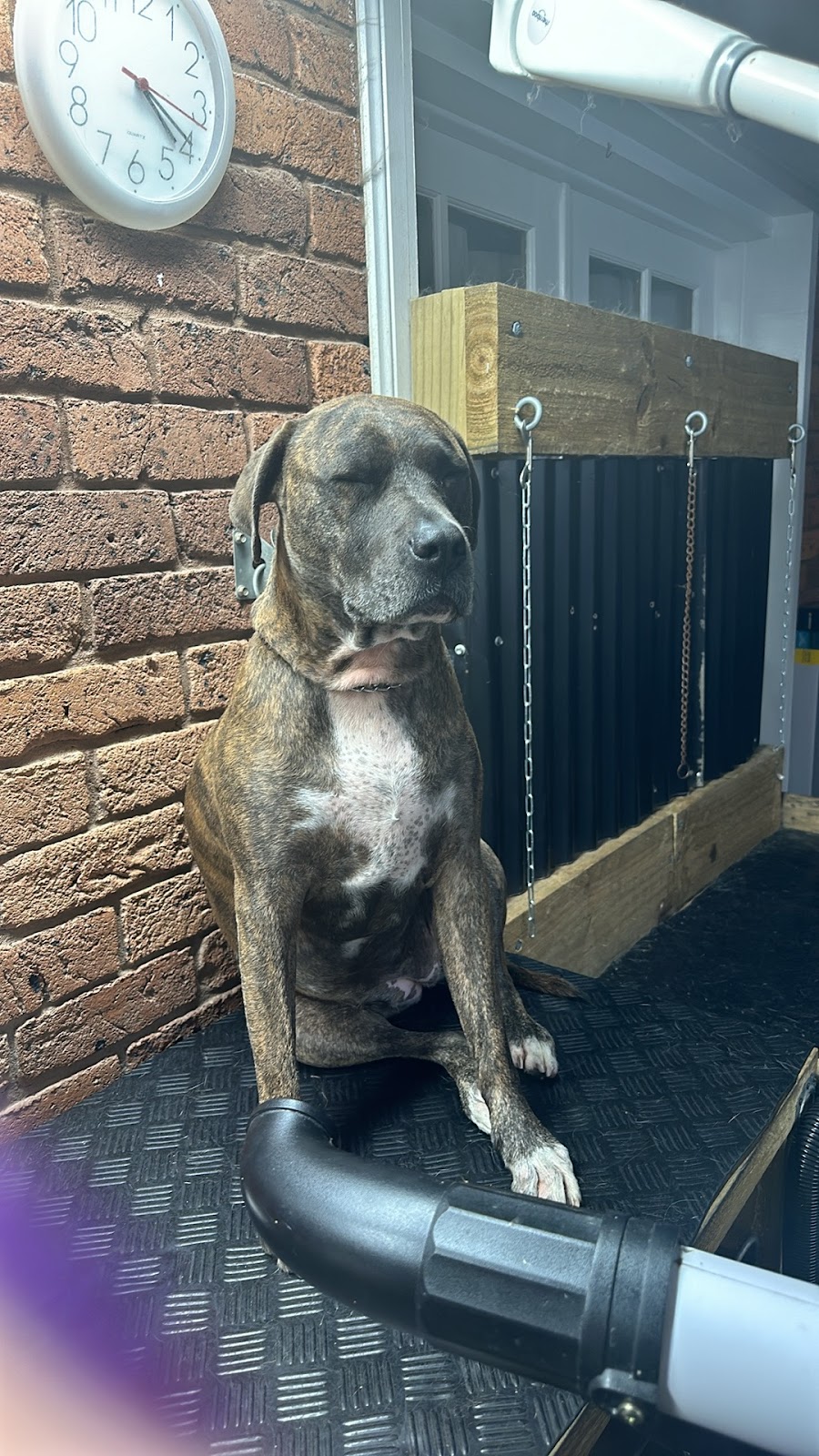 AT HOME DOG SPA | 36 Cambalan St, Bargo NSW 2574, Australia | Phone: 0418 432 683