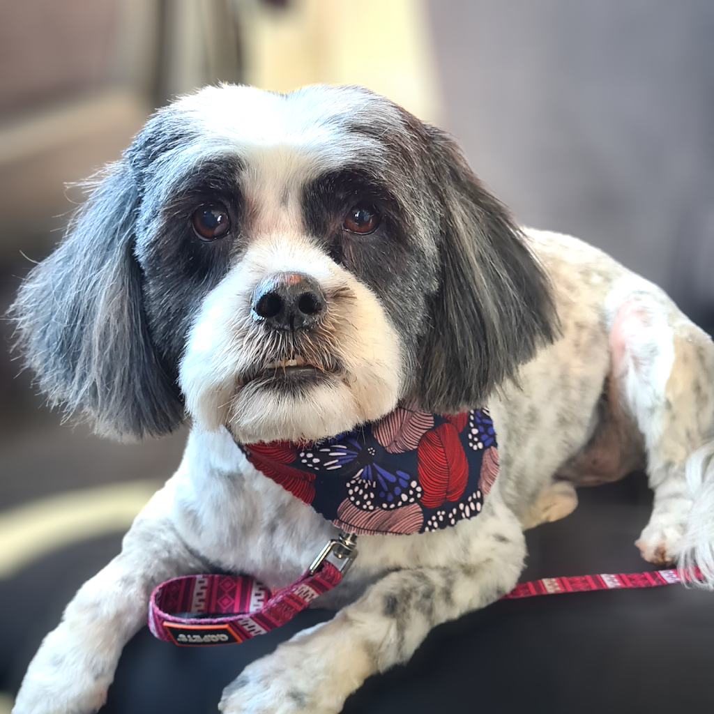 SWIFTII Pet Minding | 47 Minjerriba Rd, Russell Island QLD 4184, Australia | Phone: 0403 232 544