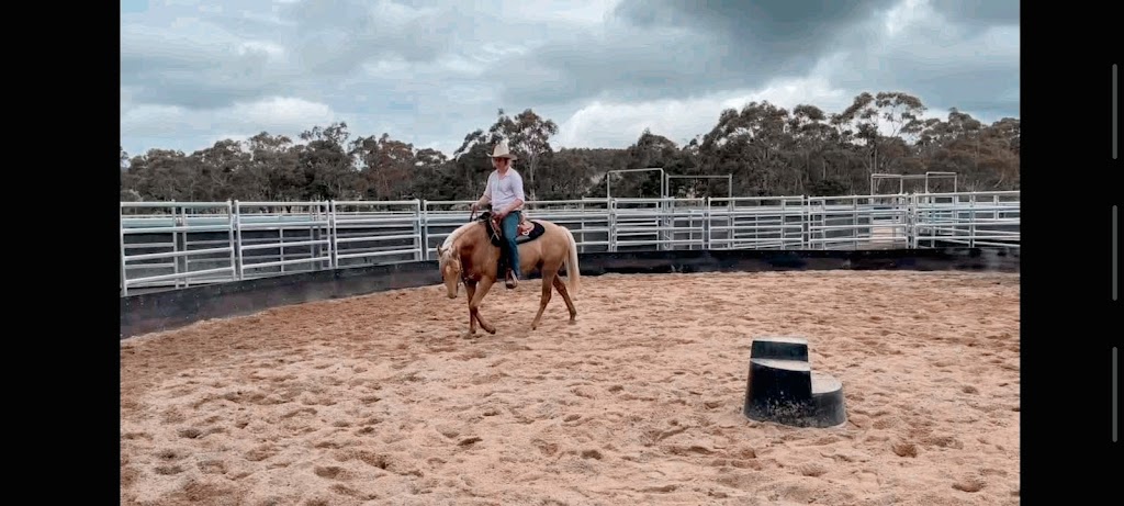 Artina Performance horses at Curlewin | Curlewin, 16987 Hume Hwy, Boxers Creek NSW 2580, Australia | Phone: 0488 587 074