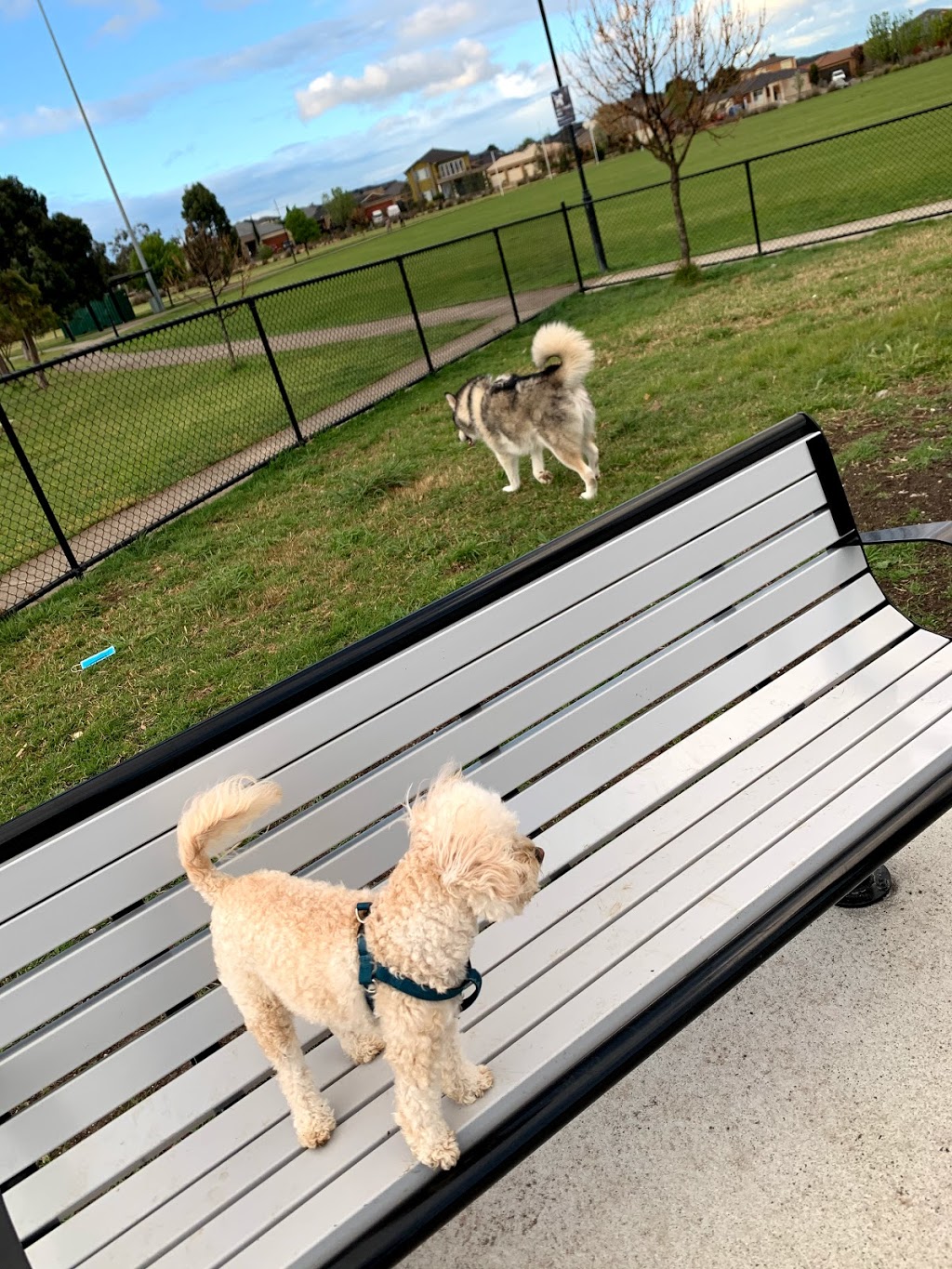 Off leash Dog Park,Derrimut | Balmoral Park, Derrimut VIC 3026, Australia | Phone: 0410 176 494