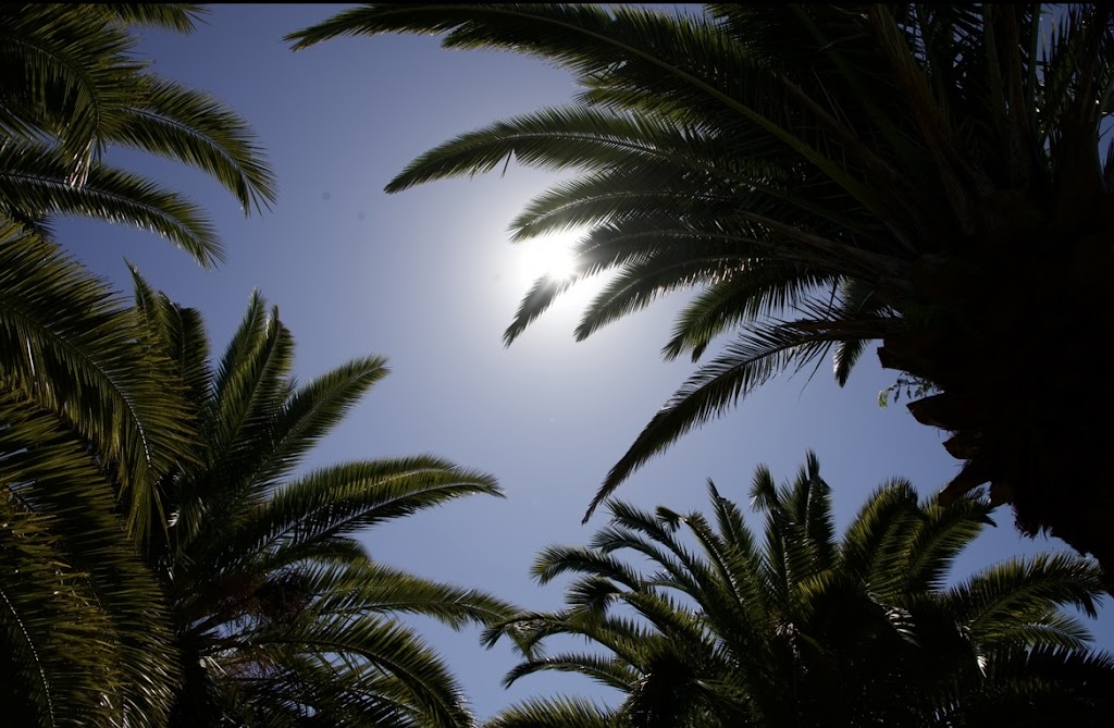 Talofa Palms, Byron Bay | 491 Bangalow Rd, Byron Bay NSW 2481, Australia | Phone: 0456 730 652