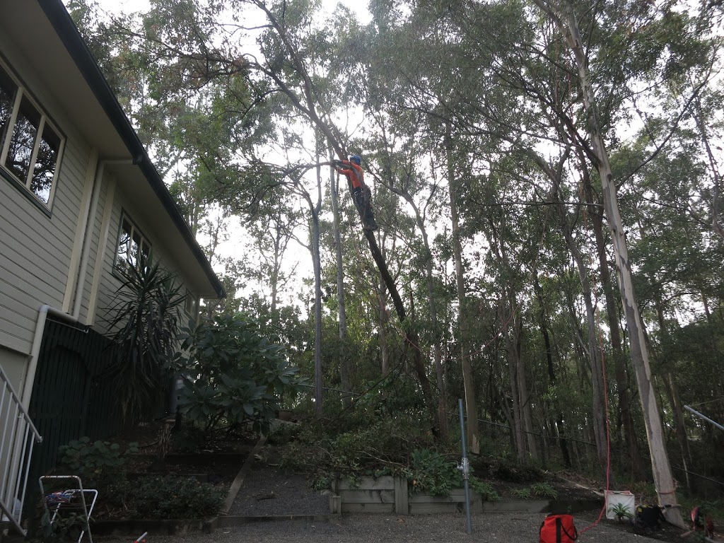 Aussie Tree Care | 16 Tillyroen Rd, Ormeau Hills QLD 4209, Australia | Phone: 1300 873 300