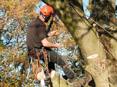 Easy Cut Tree Service & Stump Removal Tree Pruning & Trimming |  | Servicing Blacktown, Penrith, Hills District, Seven Hills, Baulkham Hills Doonside, Bella Vista, The Ponds, Schofields, Quakers Hill, Prospect Colyton, Glenmore Park, St Marys, Kingswood, Emu Plains, 21 Kellogg Rd, Rooty Hill NSW 2766, Australia | 0488886060 OR +61 488 886 060