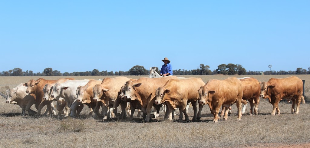 Wattlebray Charbrays | Lone Starr, 407 Widdons Rd, Canaga QLD 4413, Australia | Phone: (07) 4665 7508