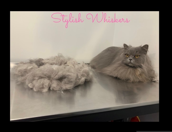 Stylish Whiskers Cat Grooming | Main, Kanmantoo SA 5252, Australia | Phone: 0429 344 975