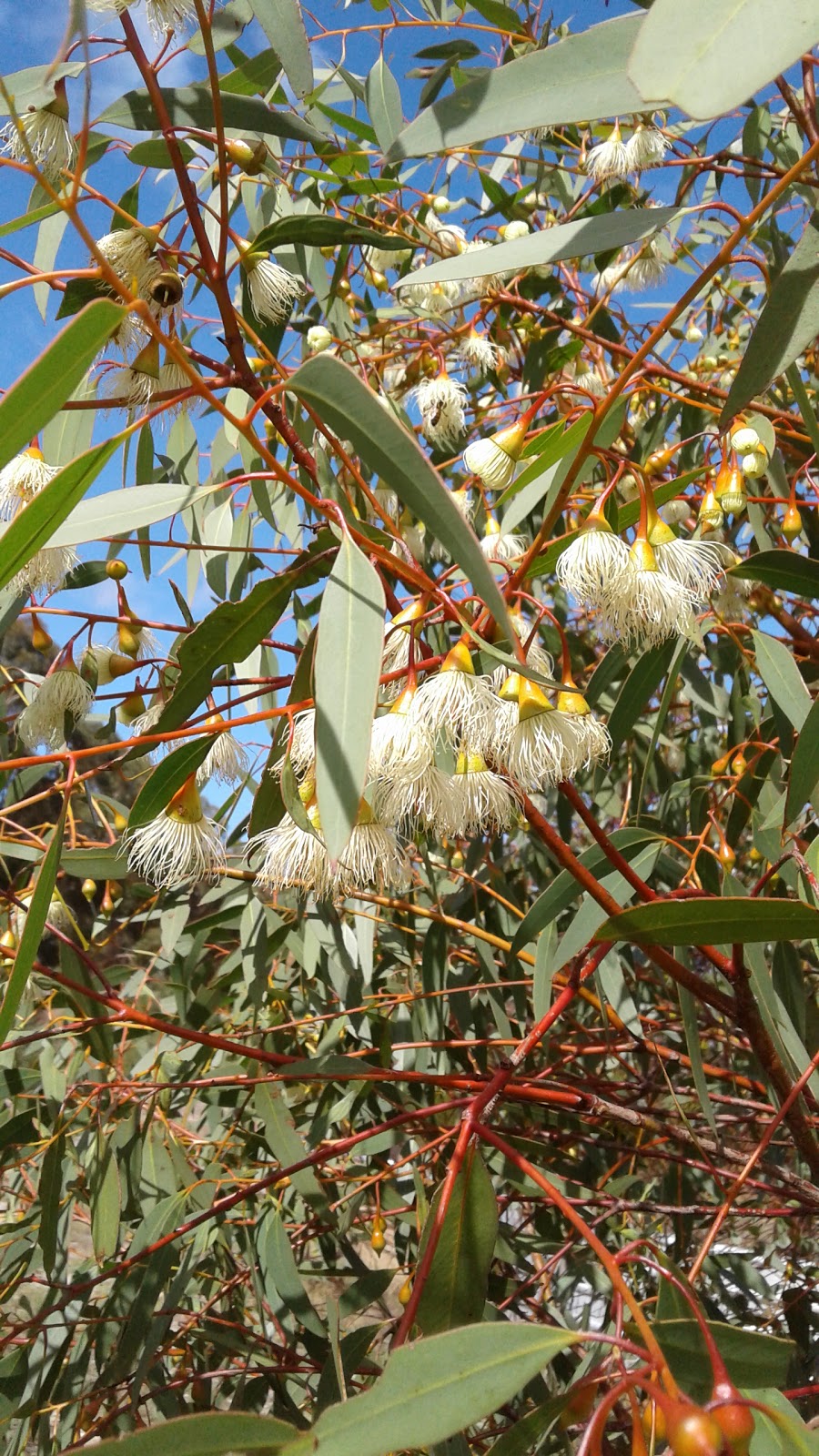 Allanooka Nursery | 665 Allanooka Springs Rd, Walkaway WA 6528, Australia | Phone: 0477 700 853