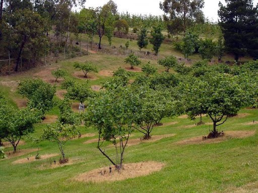 Adelaide Hills Fresh Chestnuts |  | 65 Smiths Rd, Forest Range SA 5139, Australia | 0883898452 OR +61 8 8389 8452