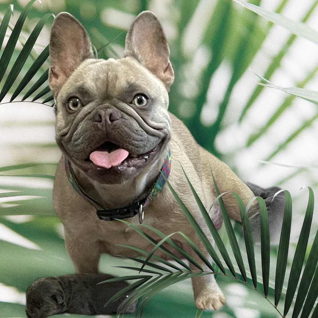 BIBBYBOO FRENCH BULLDOGS | Gatton Esk Rd, Mount Hallen QLD 4312, Australia | Phone: 0411 823 322