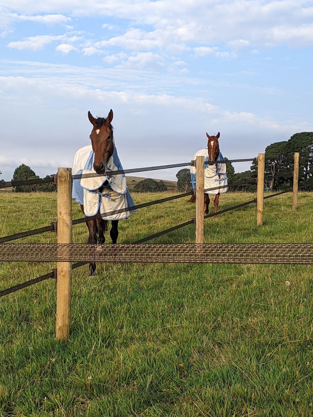 StockGuard Electric Fencing | 208 S Branch Rd, Maryvale QLD 4370, Australia | Phone: 0402 088 866