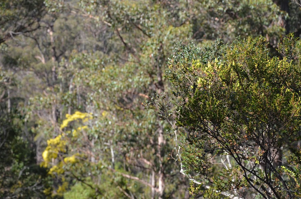 Tahune Forest Reserve | Southwest TAS 7139, Australia