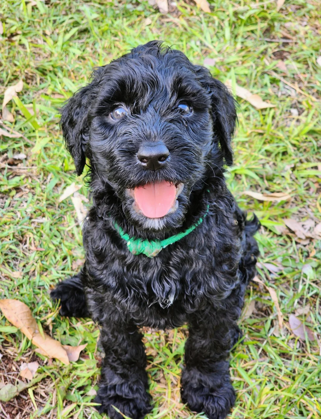 Perfect Paws Behaviour Solutions | Seville Community Hall, 590/602, B380, Warburton Hwy, Seville VIC 3139, Australia | Phone: 0479 151 920