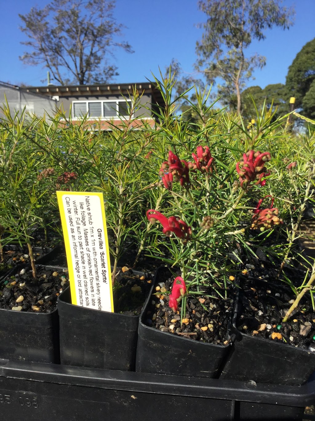 Randwick City Council Community Nursery | 2R Barker St, Kingsford NSW 2032, Australia | Phone: (02) 9093 6250