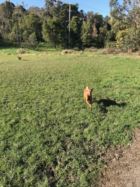 Jims Dog Wash California Gully | 22 Pearce St, California Gully VIC 3556, Australia | Phone: 0483 092 411
