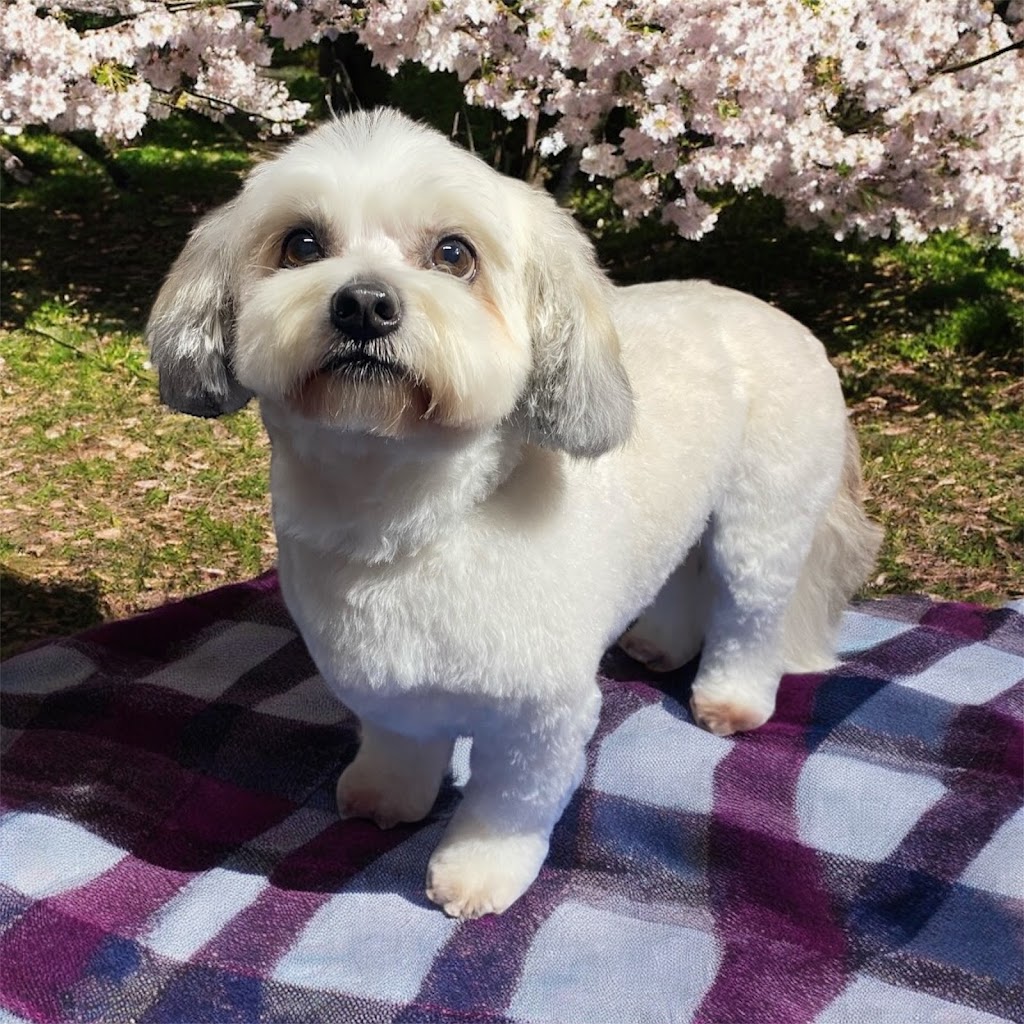 LUSCIOUS PAWS Dog Grooming | 62 Manna Gum Dr, Pakenham VIC 3810, Australia | Phone: 0449 595 252