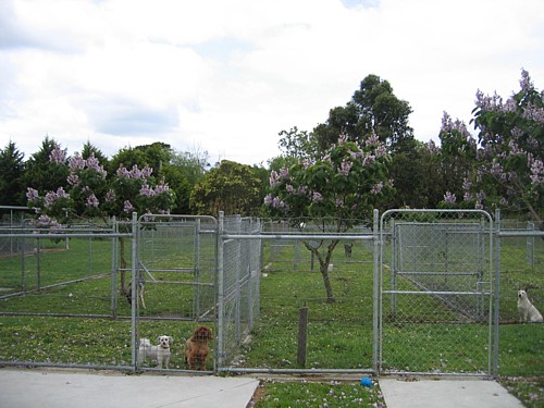 Cranbourne Boarding Kennels | 118 Craig Rd, Devon Meadows VIC 3977, Australia | Phone: (03) 5998 2595