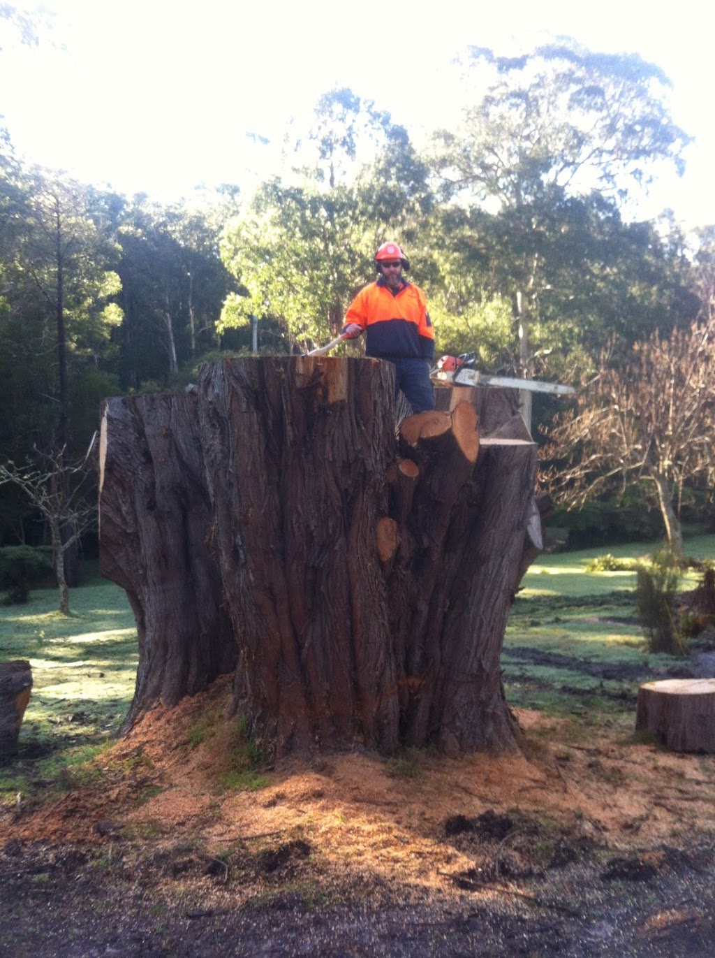 Quality Tree Works | 17 Kilkenny Cl, Traralgon VIC 3844, Australia | Phone: 0418 574 162