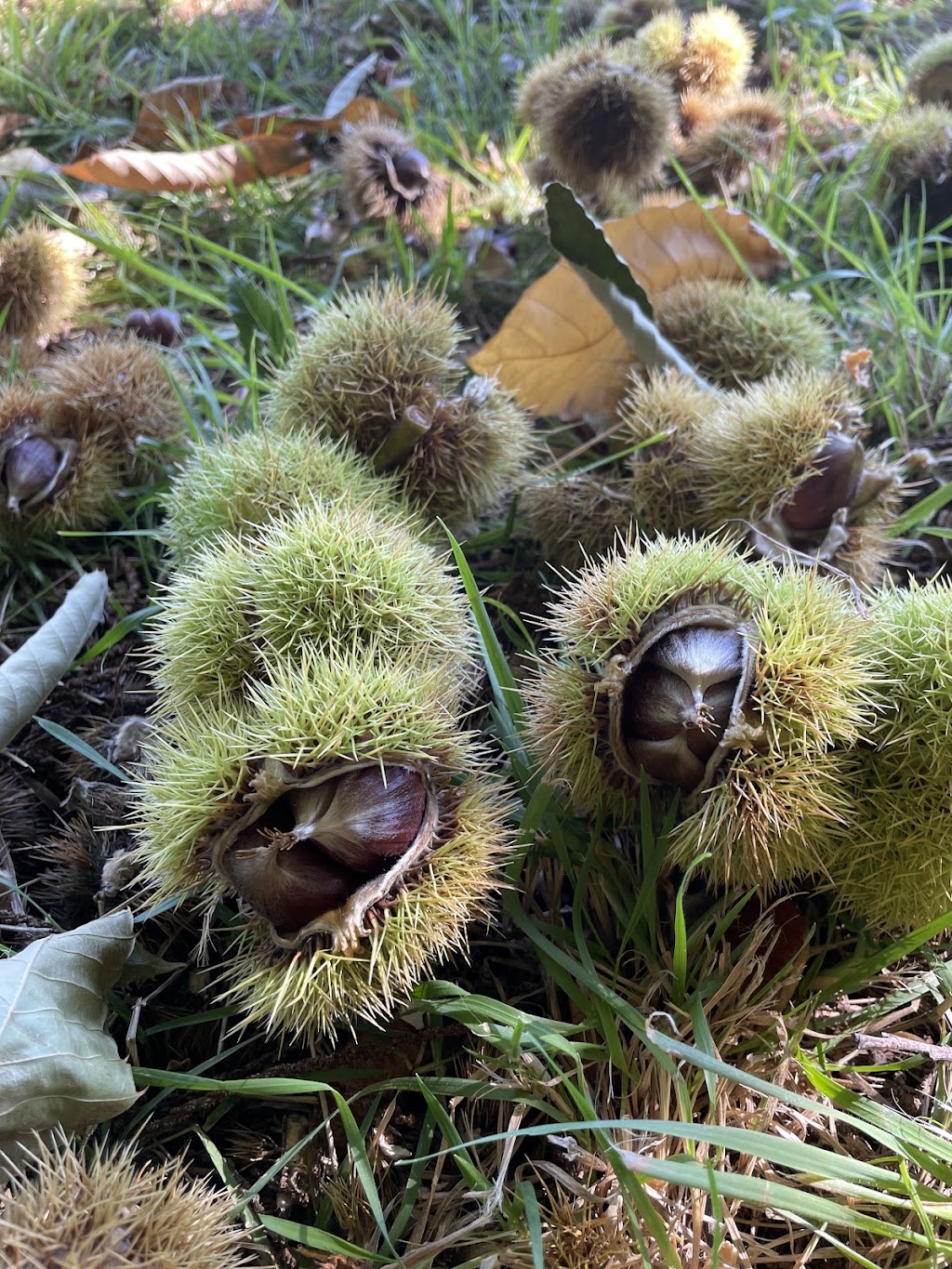 Chestnuts by Sylvie | 26 Priors Rd, The Patch VIC 3792, Australia | Phone: 0439 084 730