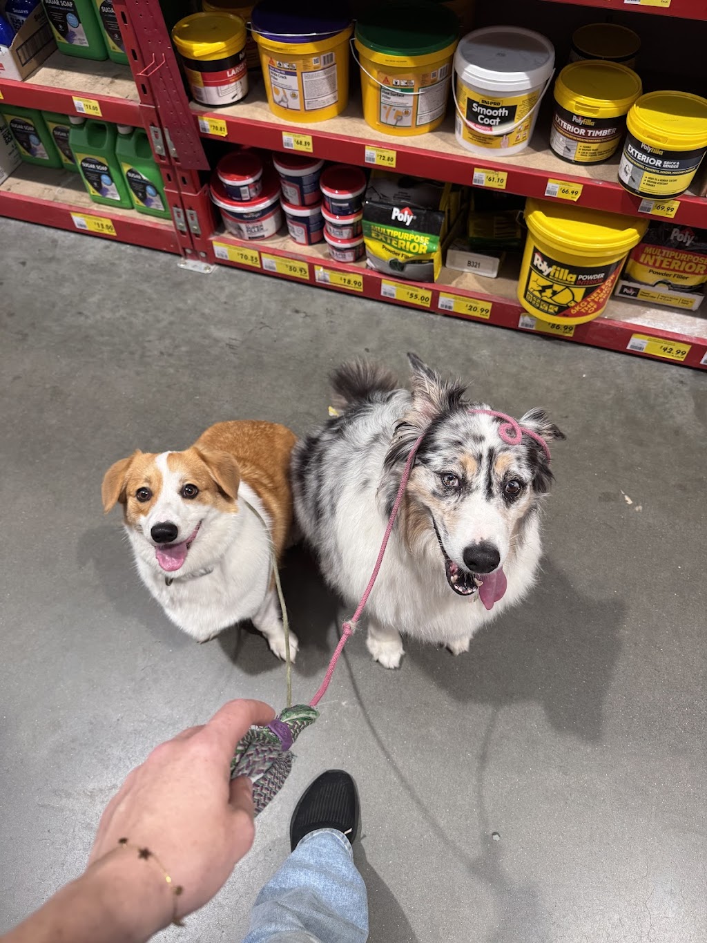 Coastal Canine Connection | 141 Hiawatha Rd, Woongarrah NSW 2259, Australia | Phone: 0452 573 647