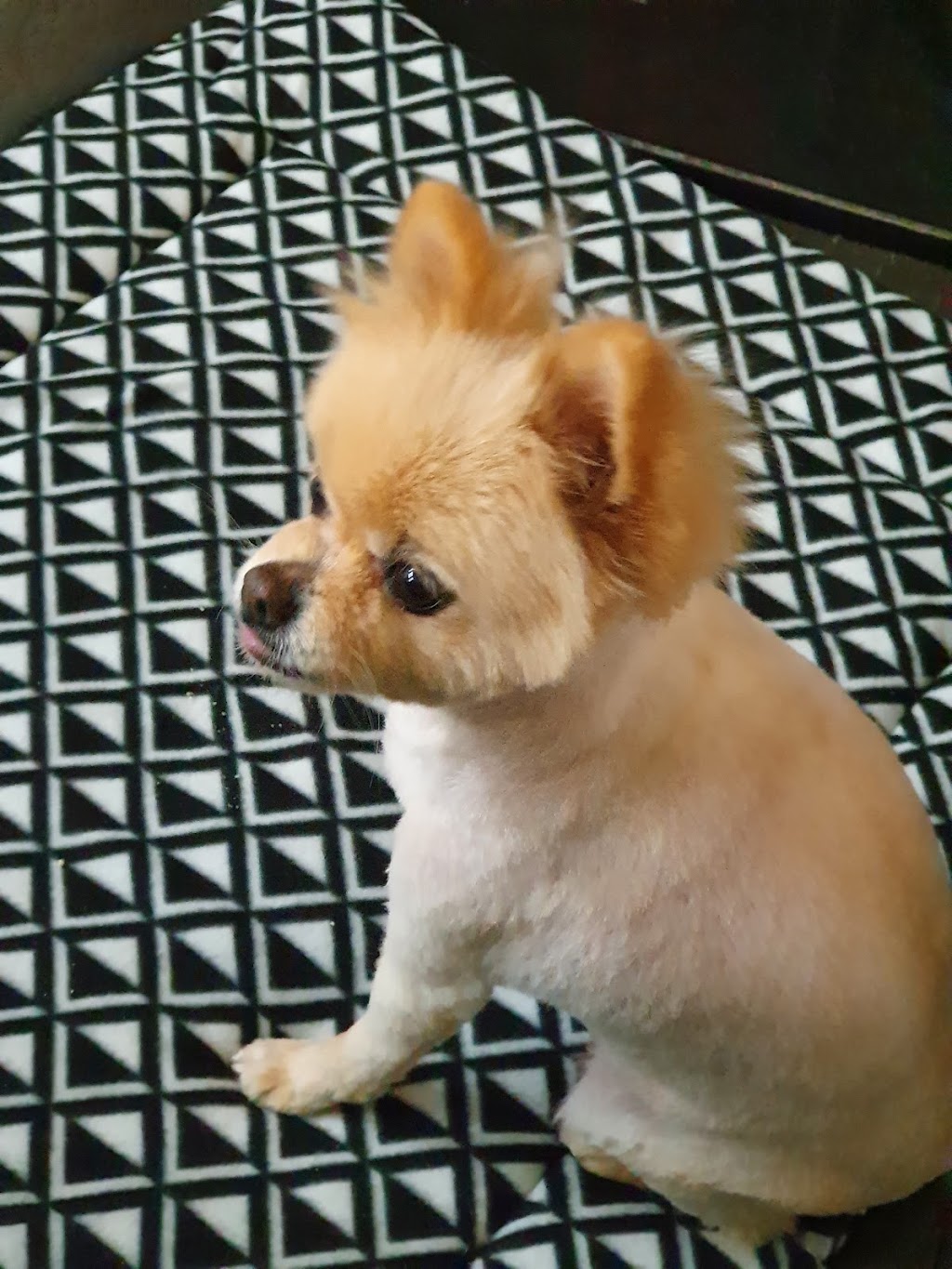 Forever Friends Dog Wash & Grooming | 22 Keegan St, Boulder WA 6432, Australia | Phone: 0457 000 017