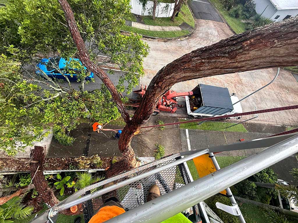 Pacific Tree Services | 31B Alexander Ln, Eltham NSW 2480, Australia | Phone: 0448 954 559