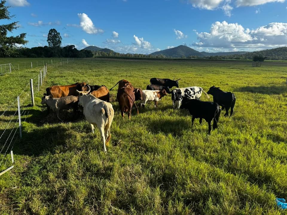 The Block Camping - Mt Pelion | 62 Landing Rd, Mount Pelion QLD 4741, Australia | Phone: 0419 787 288