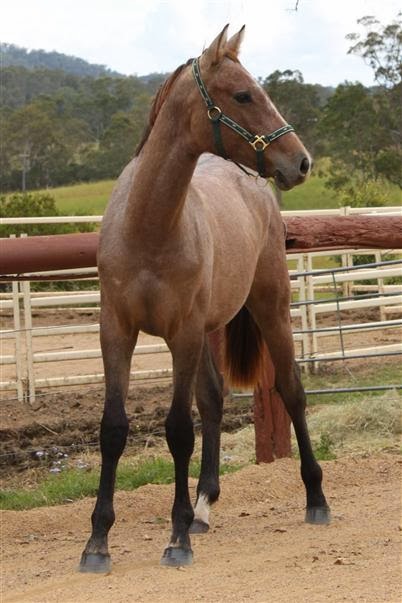 Bellhaven Horse Stud | 1296 Eumundi - Kenilworth Rd, Belli Park QLD 4562, Australia | Phone: 0438 551 518