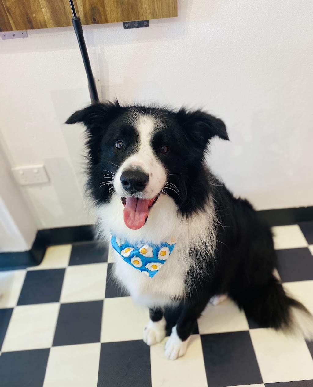 Heavenly Paws Dog Grooming & Washing | 4/78 Oxford St, Gateshead NSW 2290, Australia | Phone: 0421 278 688