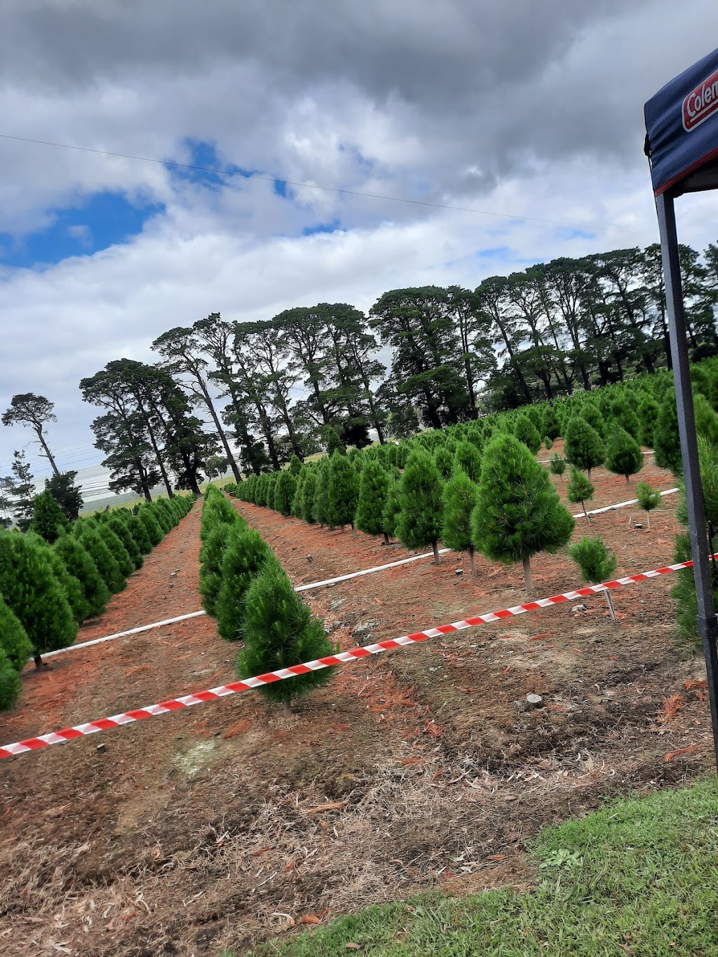 Dandenong Christmas Tree Farm | 336 Brown Rd, Officer VIC 3809, Australia | Phone: 1300 655 652