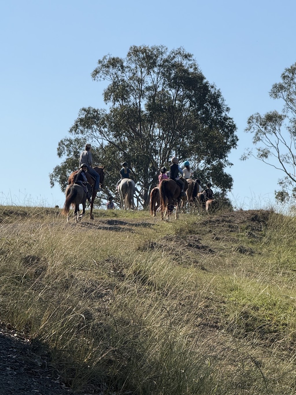 Voller Park Breaking & Training | 126 Halloran Rd, North Arm Cove NSW 2324, Australia | Phone: 0413 454 865
