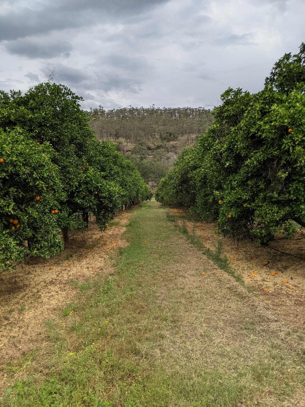 Hillsdale Citrus Orchard |  | 380 Thompsons Rd, Milbrodale NSW 2330, Australia | 0265745173 OR +61 2 6574 5173