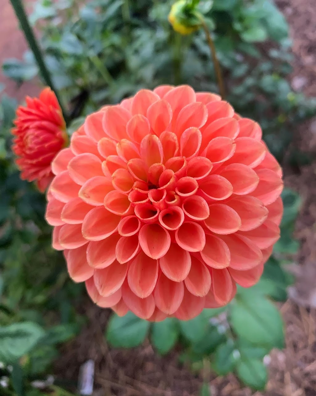 The Pleasant Patch Flower Farm | 30 Manson St, Pleasant Hills NSW 2658, Australia | Phone: 0428 695 853