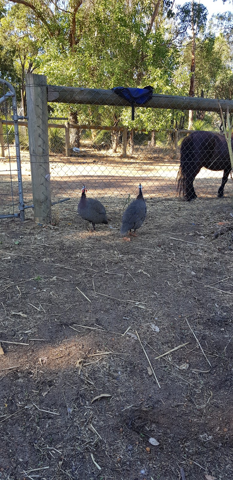 Forge Farm Riding School | 1830 Forge Dr, Chidlow WA 6556, Australia | Phone: 0452 581 183